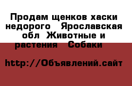 Продам щенков хаски недорого - Ярославская обл. Животные и растения » Собаки   